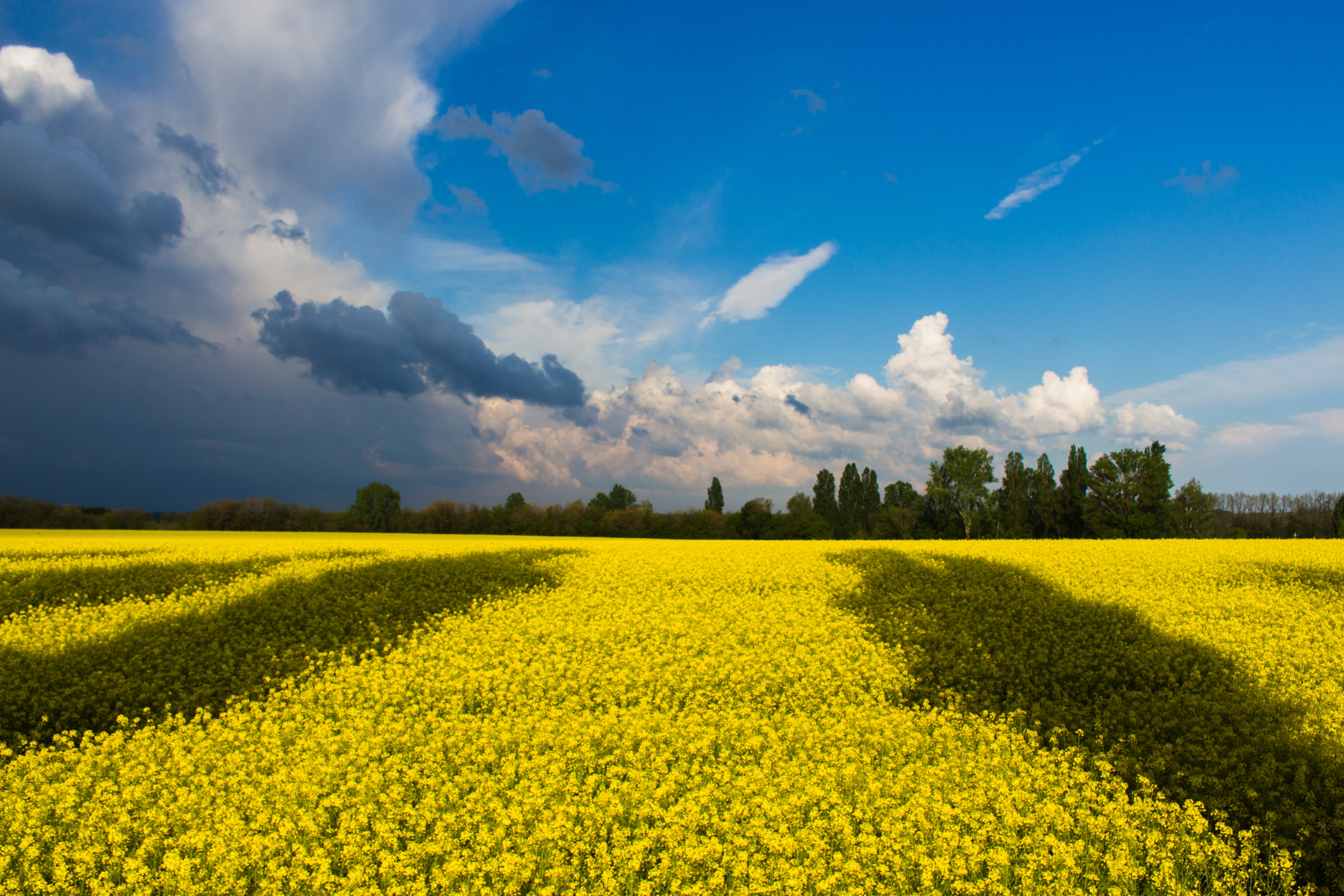 blue and yellow landscape