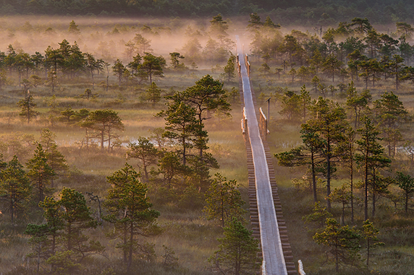 Bog trail 