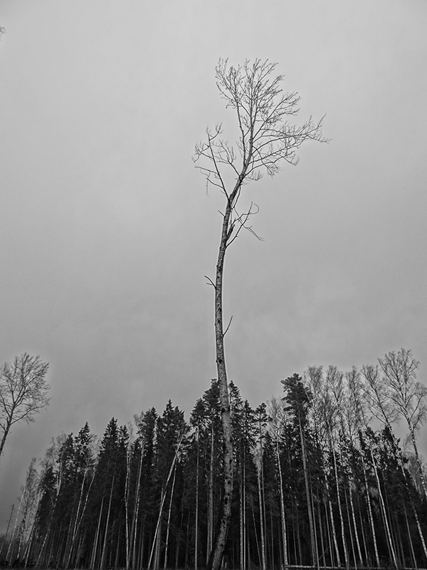 tree branches