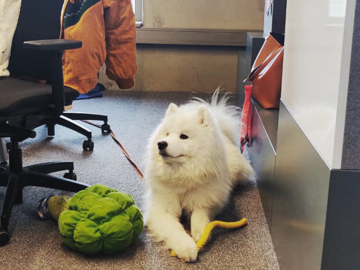 Office dog